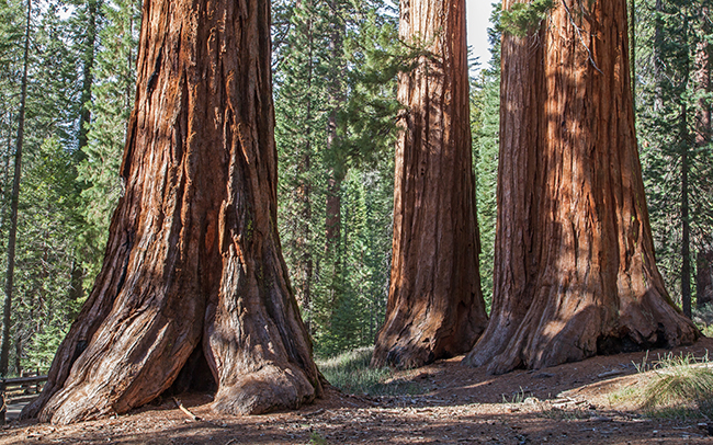 Sequoia_Trunks_Thumbnail.jpg