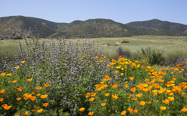 Mission_Trails_Grasslands_Thumbnail.jpg