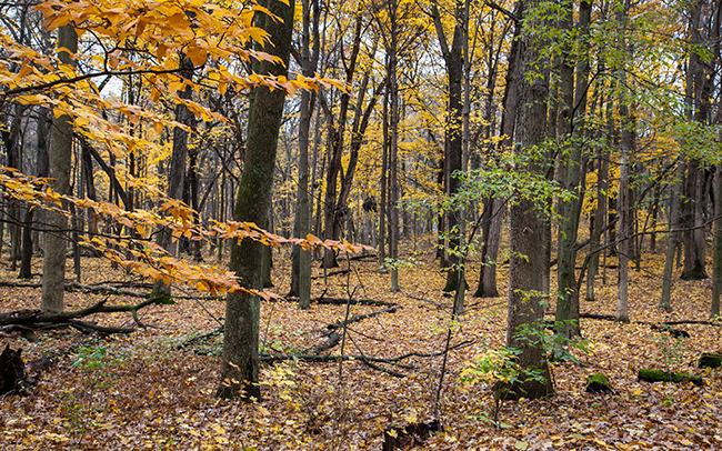 Trees_in_Fall_Thumbnail.jpg