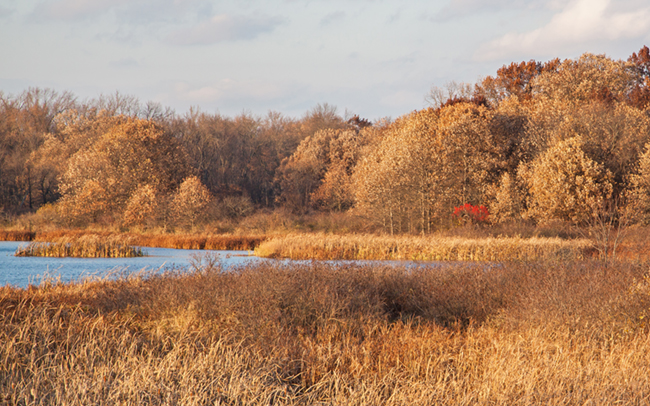 Oak_Woodlands_in_November_Thumbnail.jpg