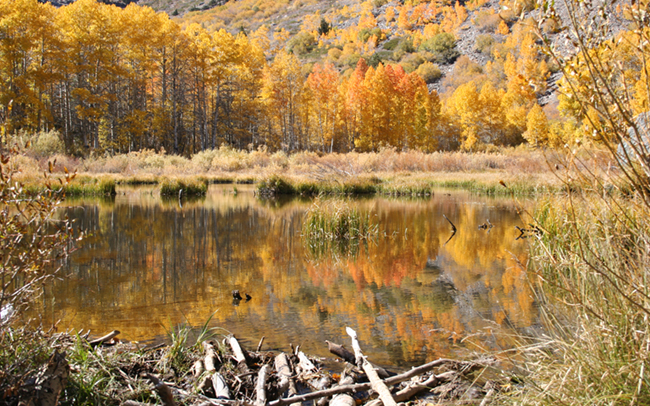 Lundy_Beaver_Dam_Thumbnail.jpg