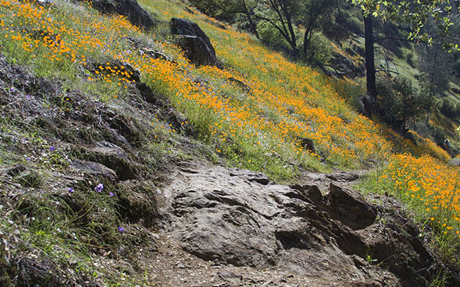 California_Poppies_0284Thumbnail.jpg