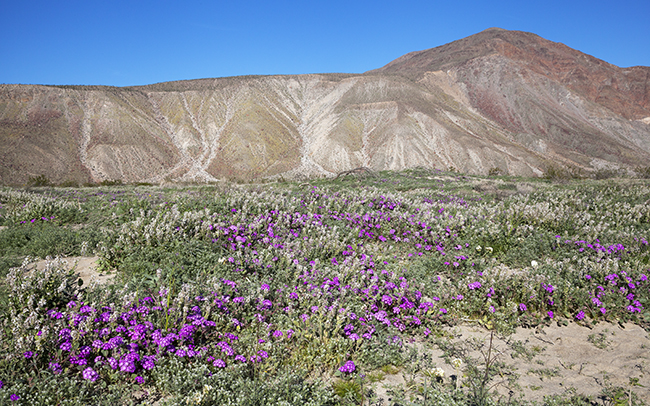 HEN_Verbena_and_Spectacle_Pod_Thumbnail.jpg