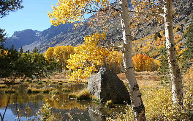 Beaver_Dam_Pond_Thumbnail.jpg