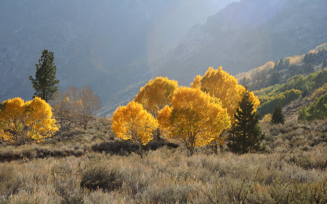 Glowing_Aspens_Thumbnail.jpg