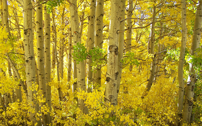 Aspens_in_Fall_thumbnail.jpg